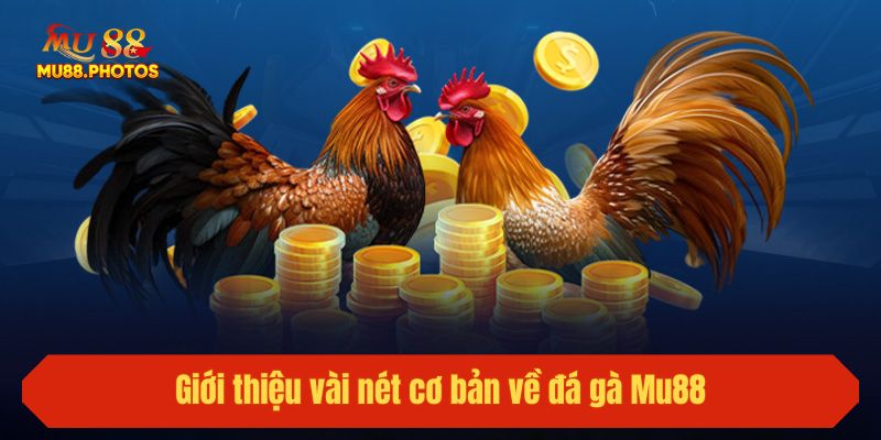 Giới thiệu vài nét cơ bản về đá gà Mu88