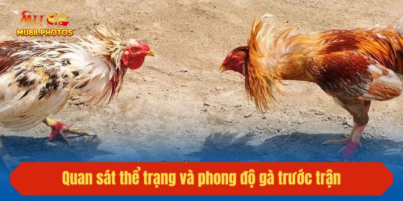 Quan sát thể trạng và phong độ gà trước trận